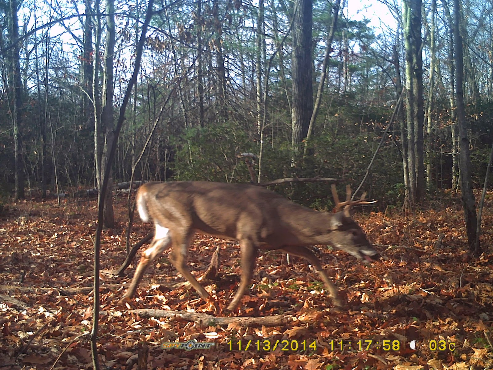 Massachusetts Deer Hunting 2014
