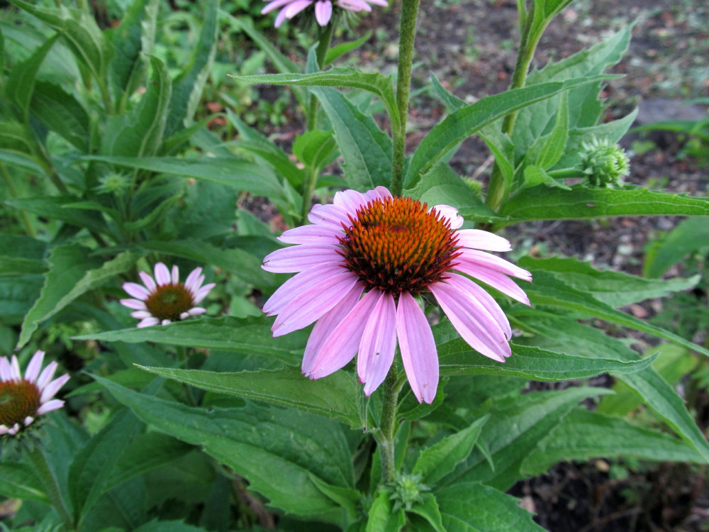 Exuberant Color Colorwash progress......coneflowers....