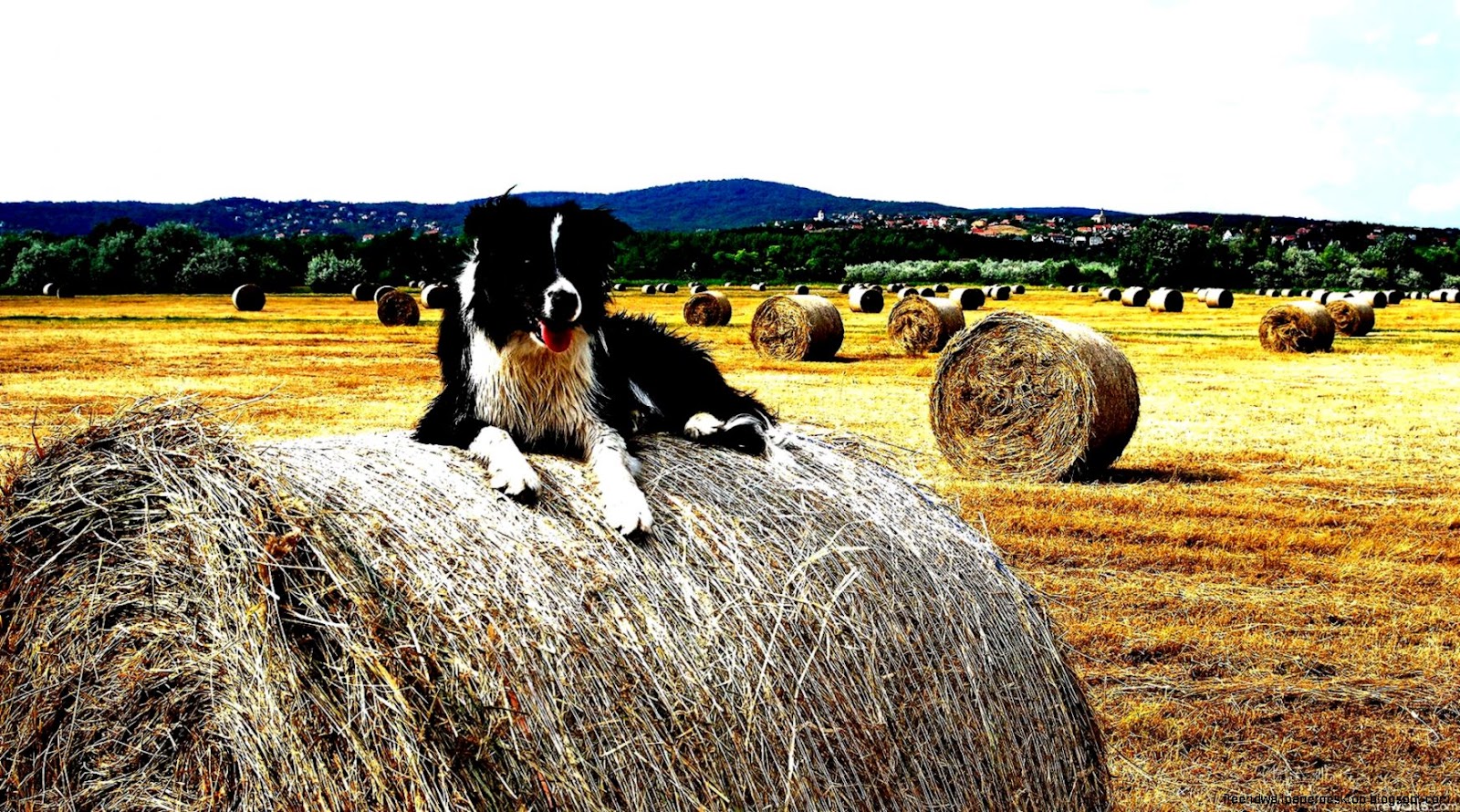 Hay Field