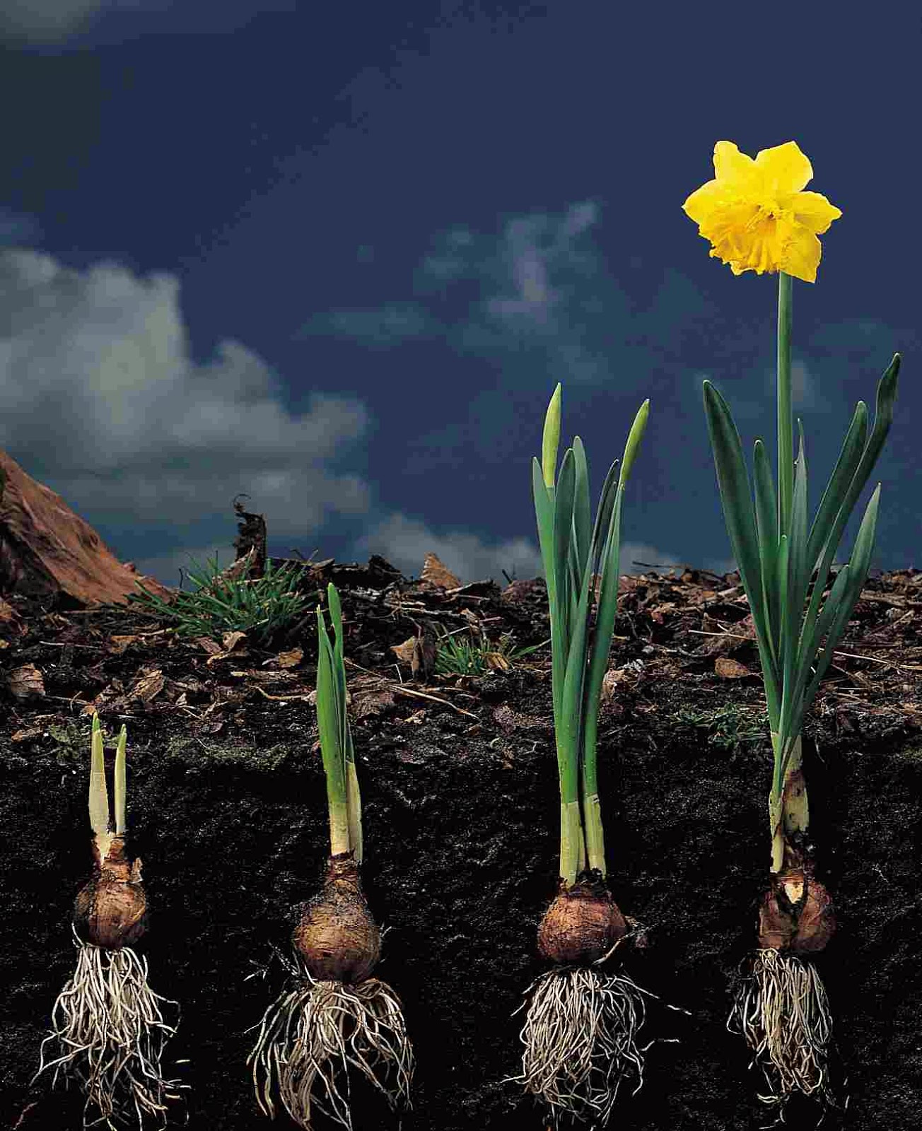 HOW TO PROPAGATE DAFFODILS AND NARCISSUS |The Garden of Eaden