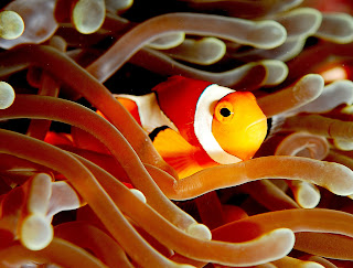 Amphiprion ocellaris Amphiprion ocellaris