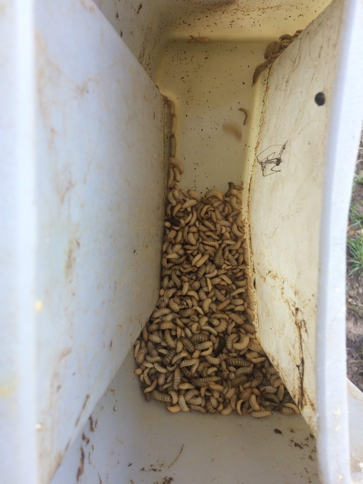 We Love Texas: Grubs