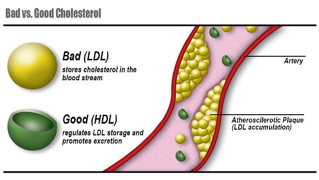 Indice colesterol total hdl