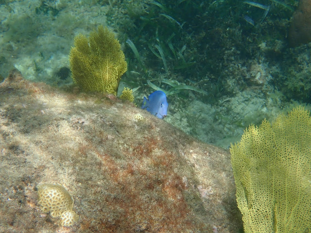 photo de poisson prise en Martinique avec l'appareil photo Olympus Tough TG5