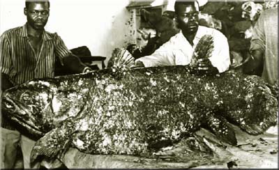 LIVING DINOSAURS - The Coelacanth |The Garden of Eaden