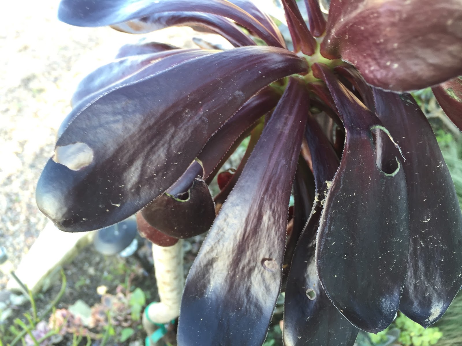 Succulent Succulence Succulents, Snails, and Slugs; A Safe Solution