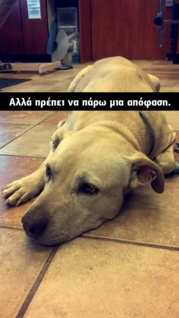 Οι τελευταίες στιγμές μίας γέρικης σκυλίτσας. Οι φωτογραφίες που συγκλόνισαν το διαδίκτυο! σκυλίτσα γέρικη σκυλίτσα