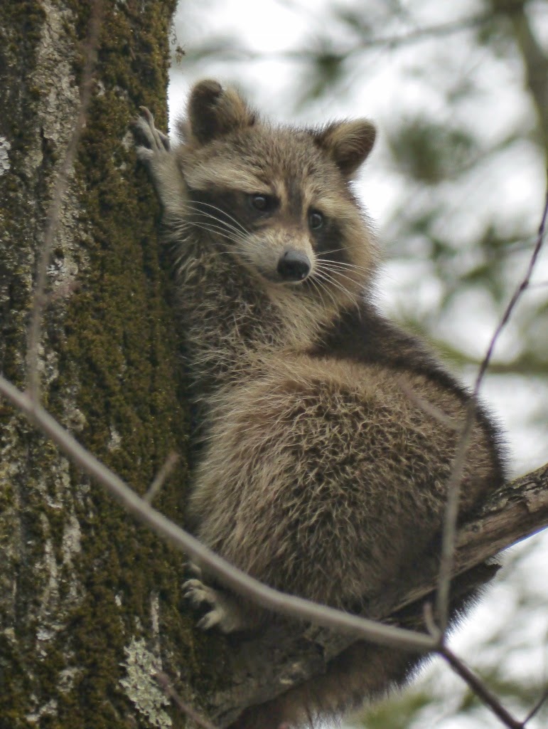 Parc National d'Oka  Québec Racoon