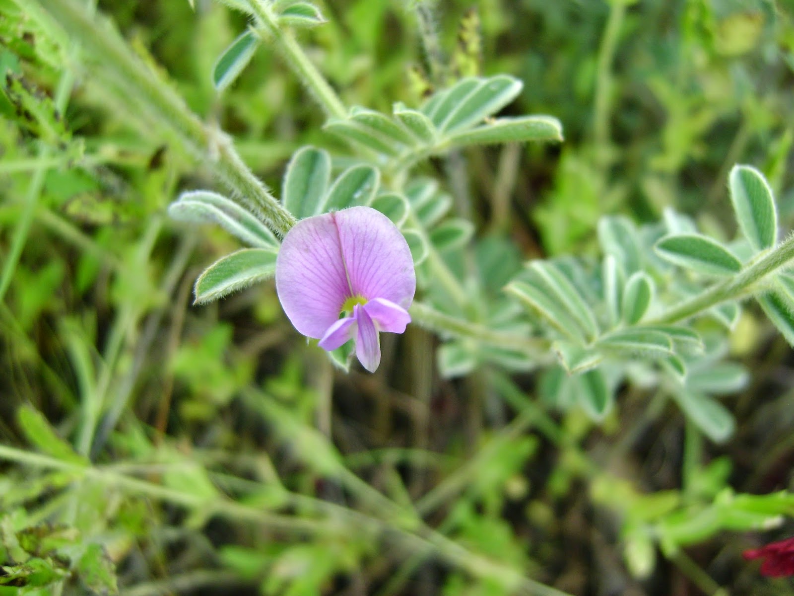 The Flowering plants (Leguminosae - Fabaceae): Fabaceae - Tephrosia ...