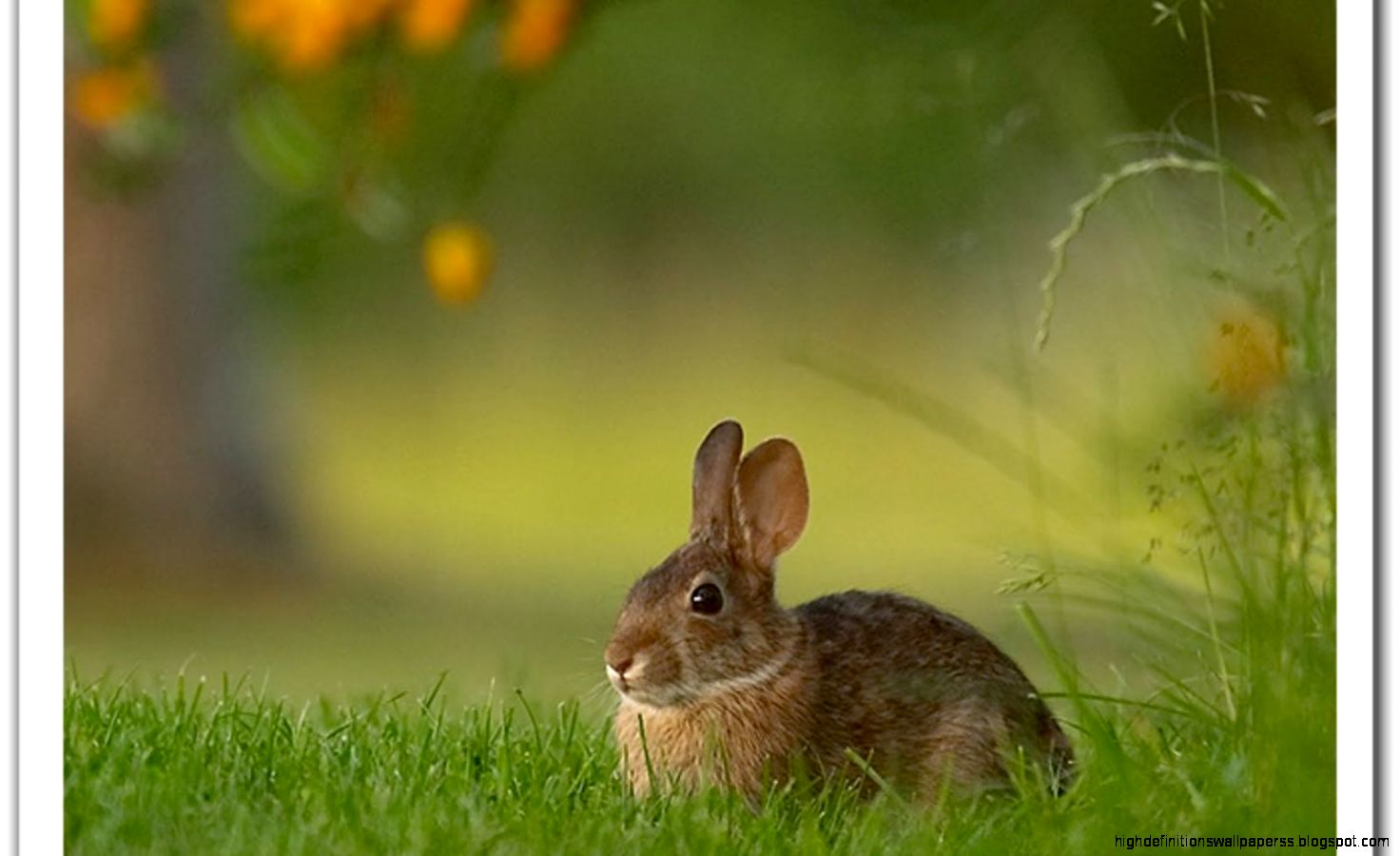 Bunny Drop Wallpapers Widescreen Wallpaper Bunny Drop Wallpapers Widescreen Wallpaper