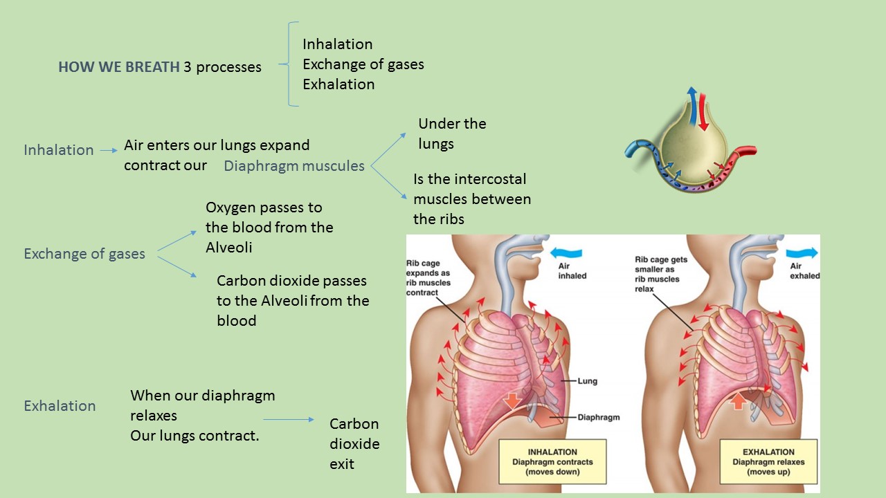 Esquemas de Natural Science 4º Primaria UNIT 4 RESPIRATION