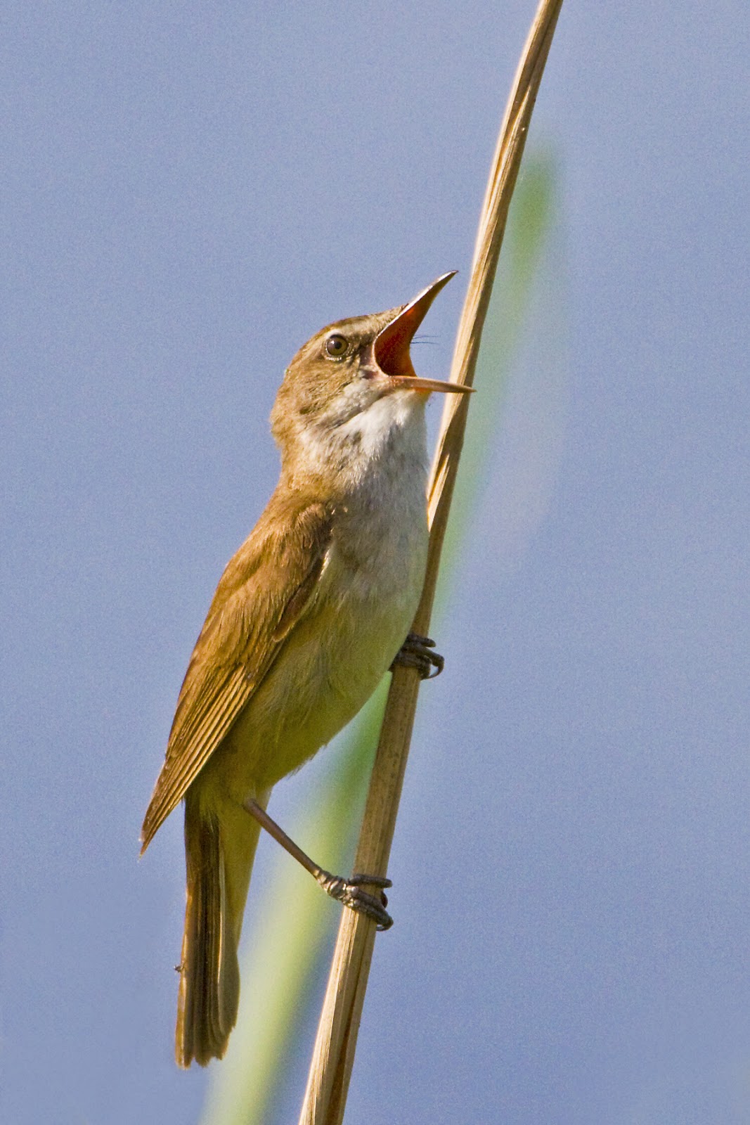 PETER'S PORTFOLIO..............Bird & Wildlife Photography Greatreed