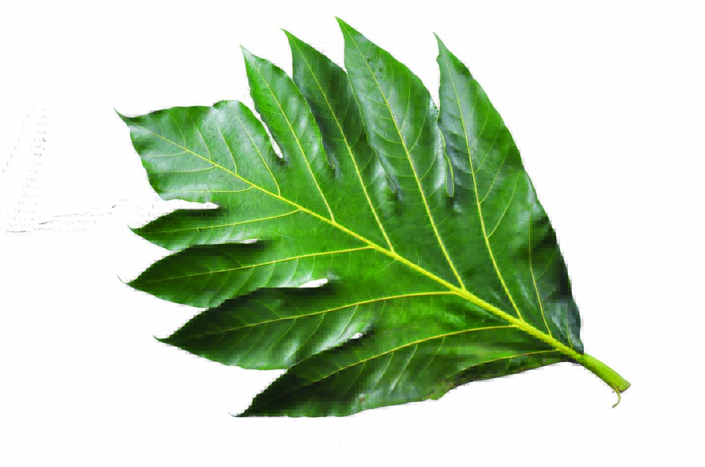 Manfaat daun sukun untuk kesehatan