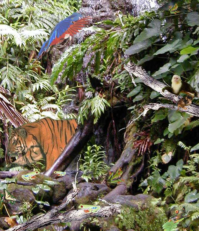 Lawton's 6th Period Multimedia Elective