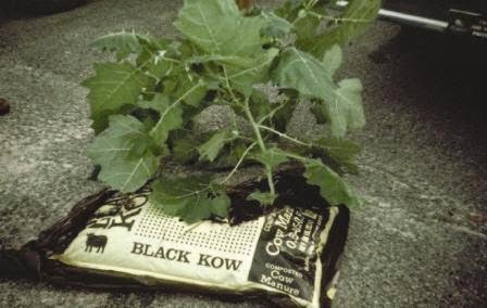 Whitetail Institute: Weed Seed And Animal Manure -- Separating Fact