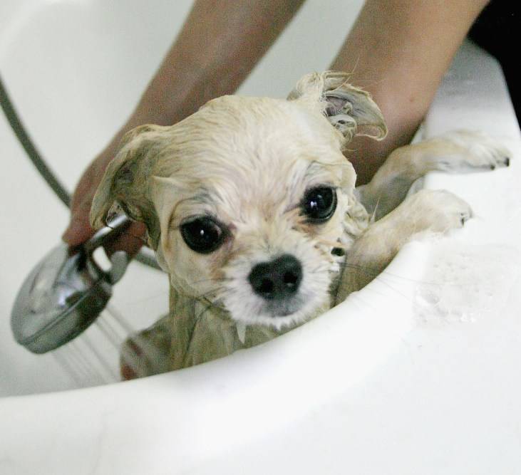 The most charming dogs in the world!: Grooming! The most charming dogs in the world!: Grooming!