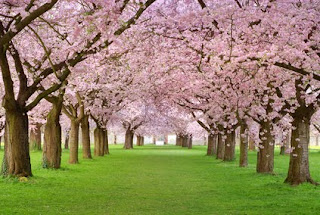 master torino: dove fioriscono le professioni