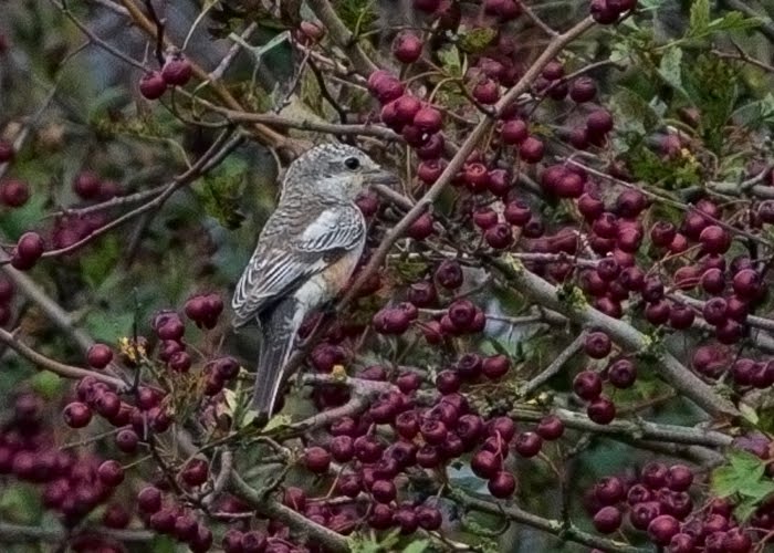 MASKED SHRIKE-SPURN-EAST YORKSHIRE-21ST SEPTEMBER 2014