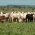Polícia descobre esquema de contrabando de gado no noroeste do Paraná; 4 pessoas são denunciadas