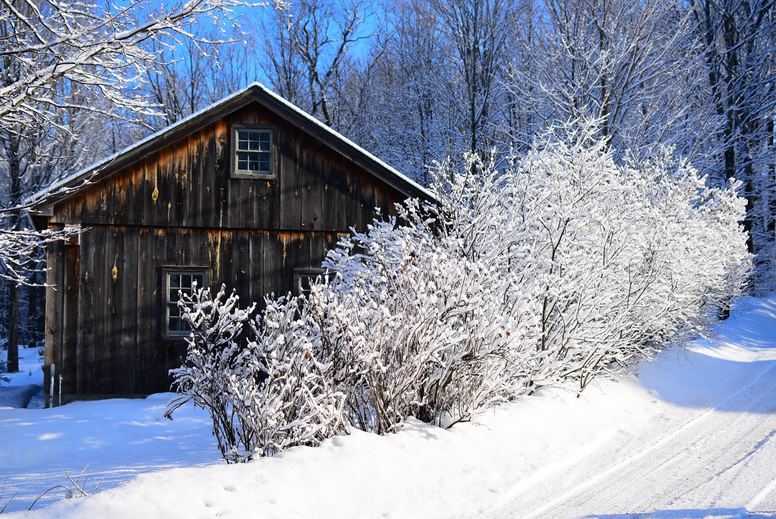 Jericho, Vermont Photos beaver pond Jericho Vt. Snowshoeing