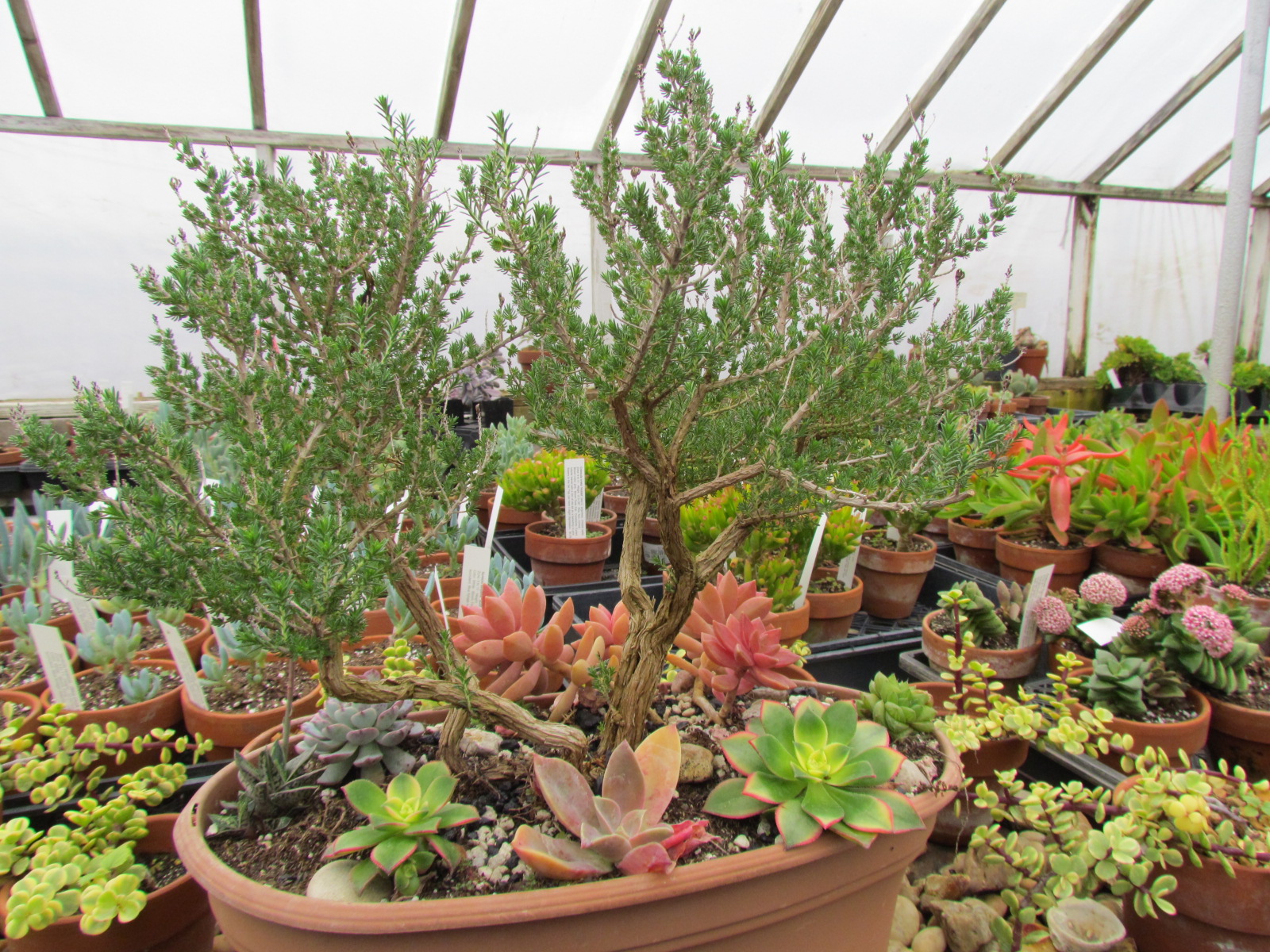 Thyme On My Hands It's A Matter of Thyme