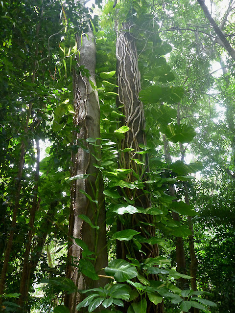 Pothos%2Bin%2Bthe%2Brainforest.jpg
