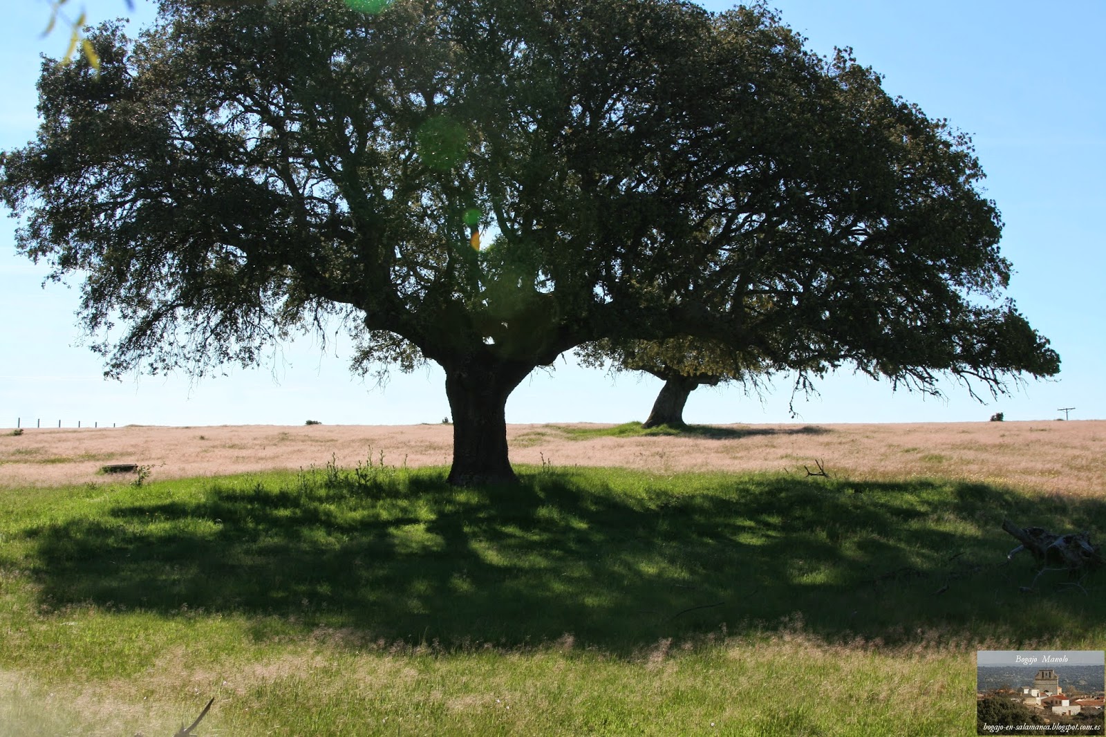 BOGAJO Salamanca Encinas en primavera Bogajo Salamanca 2014
