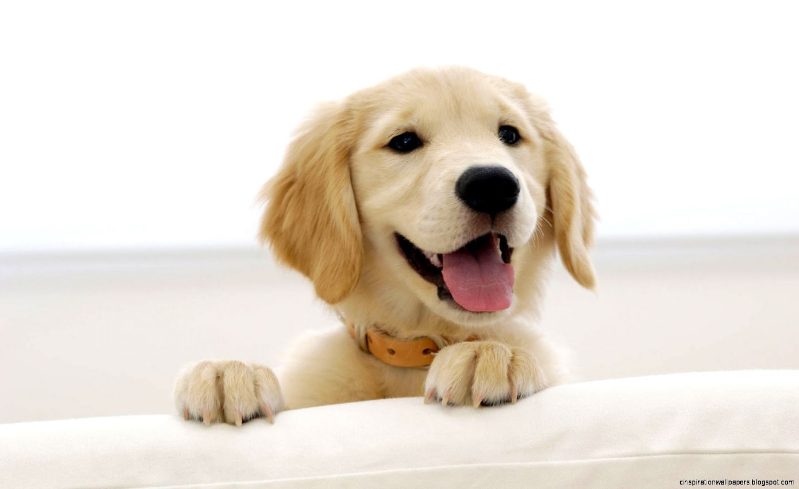 Cute Golden Retriever Puppies