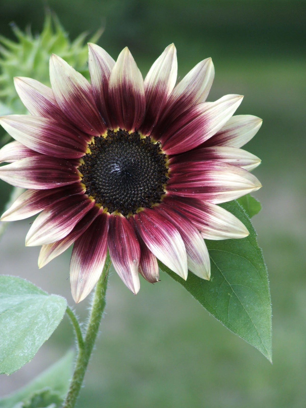 God's Growing Garden "Cherry Rose" Sunflower