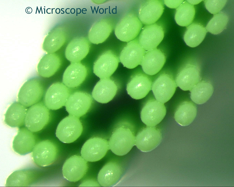 Microscope World Blog Toothbrush Under the Microscope