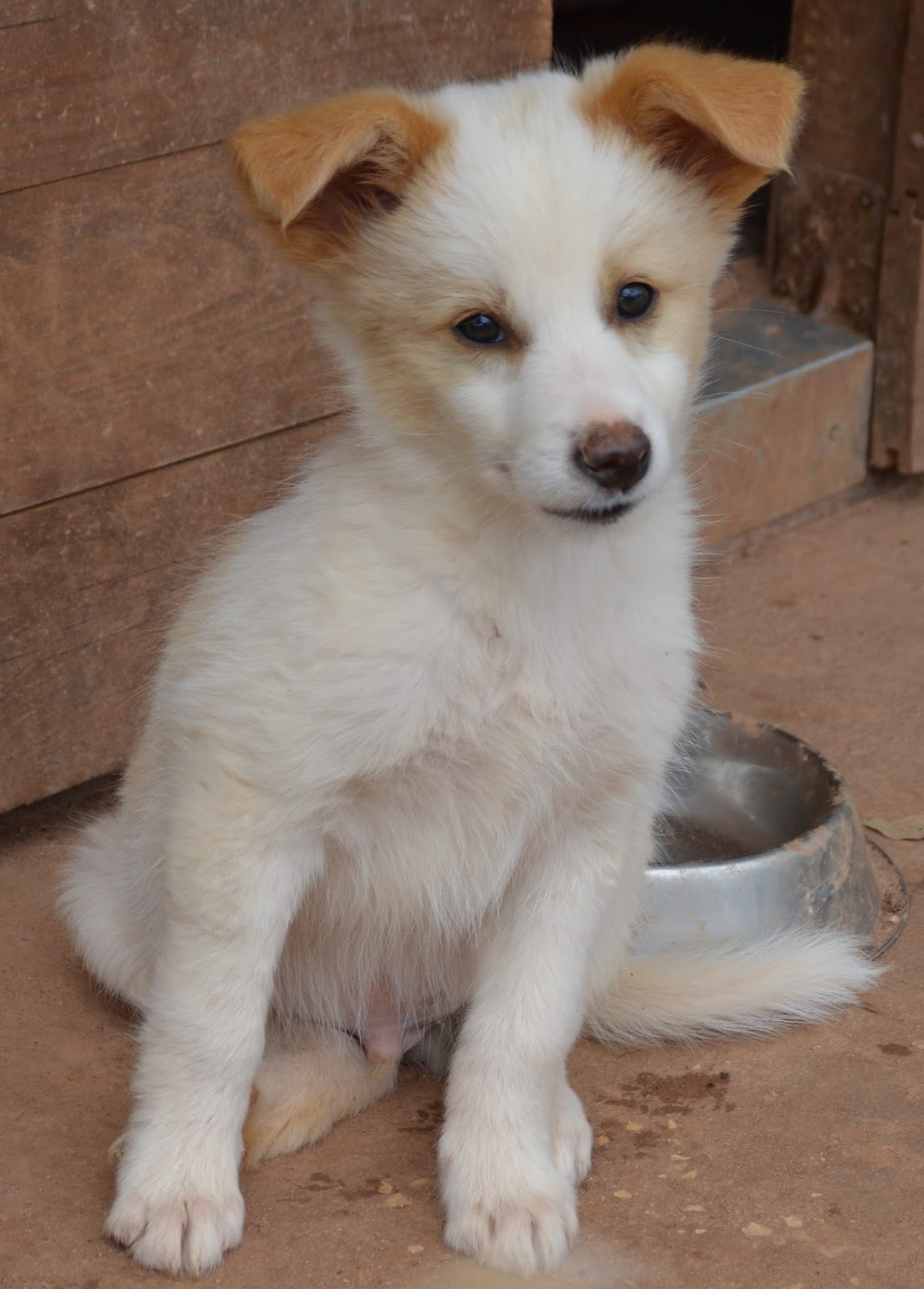 Hunde aus ZentralPortugal adoptieren Aiko