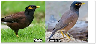 Ciri ciri burung jalak nias jantan dan betina