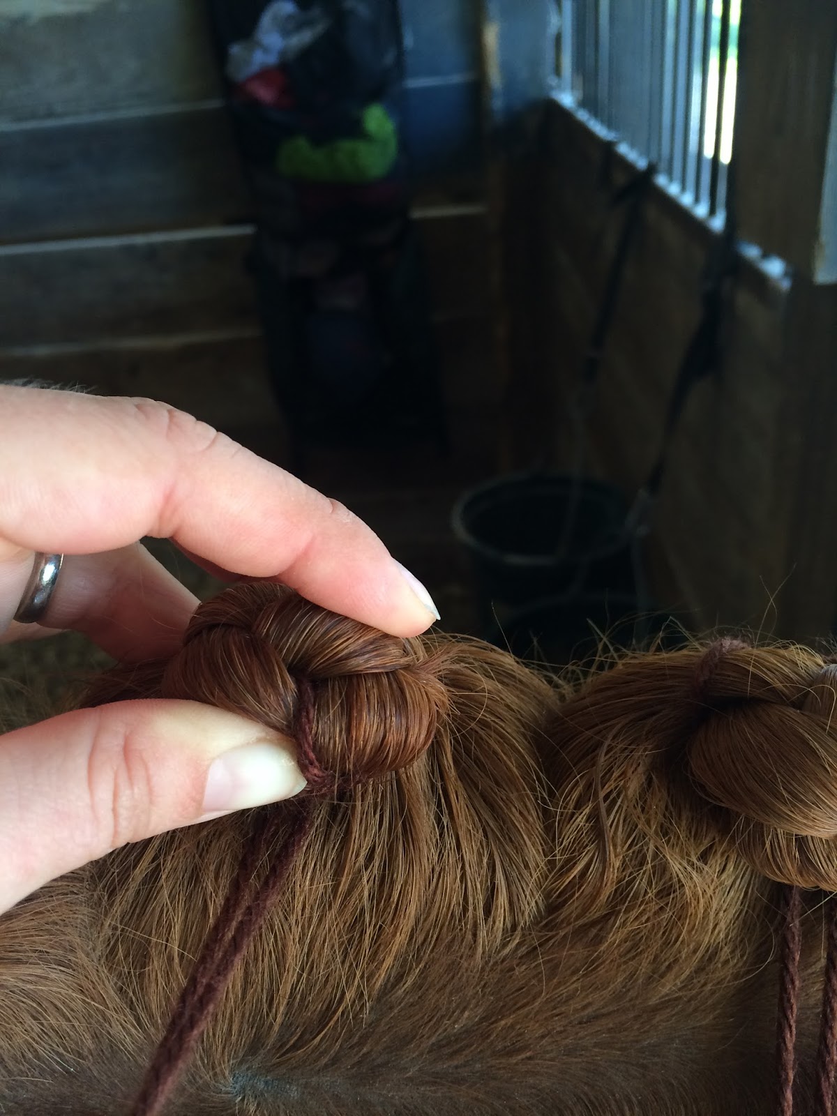 Guinness on Tap Fluffy Dutch Style Dressage Braids The Long Awaited