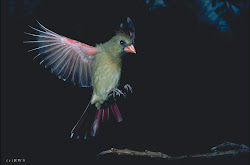 birds flying flight shines sun cardinal