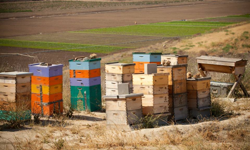 SHAKE THE HIVE Urban Beekeeping Visiting the Honeylove Bee Sanctuary