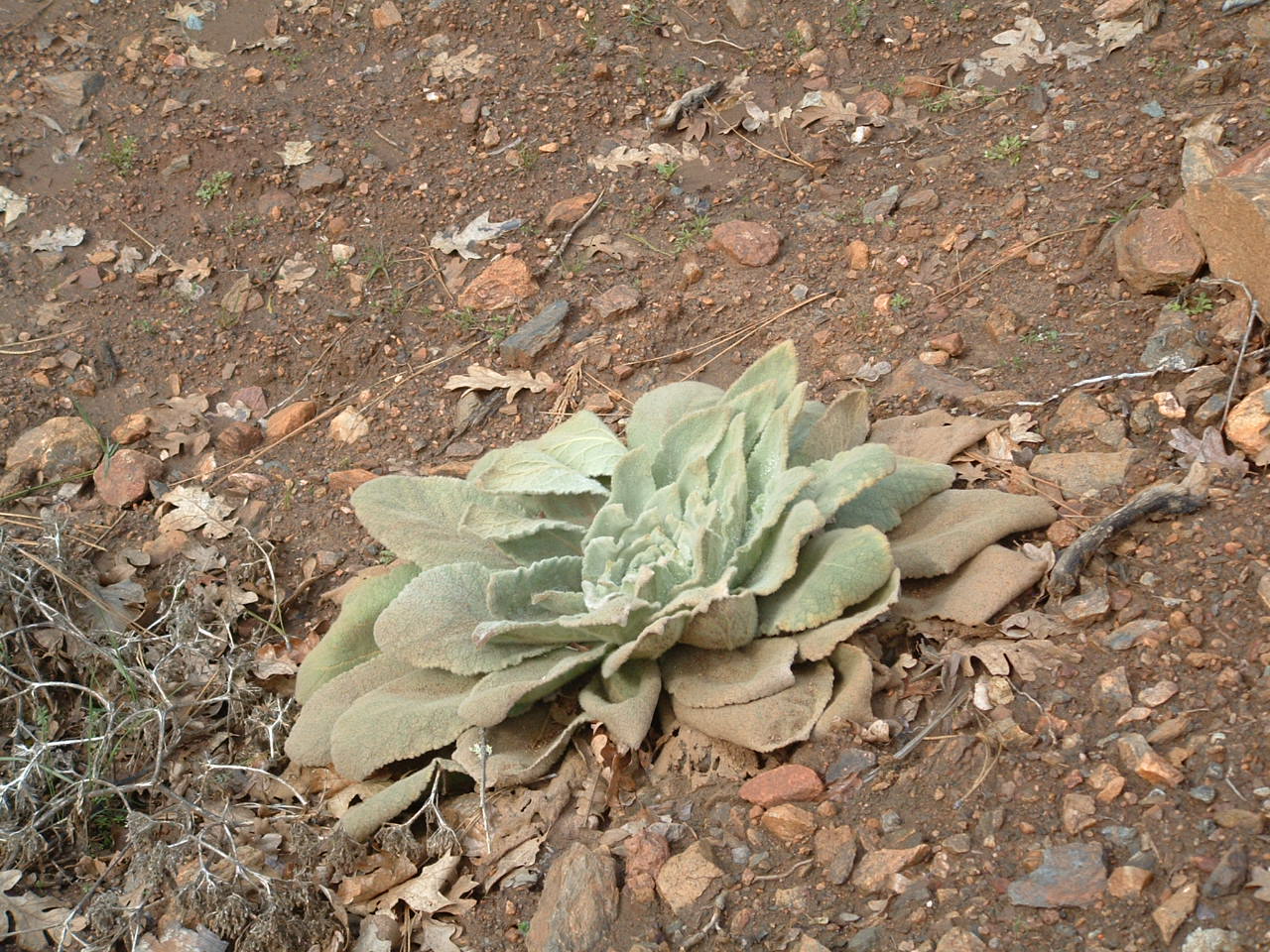 joBeeArt: Lambs Ear to Mullein
