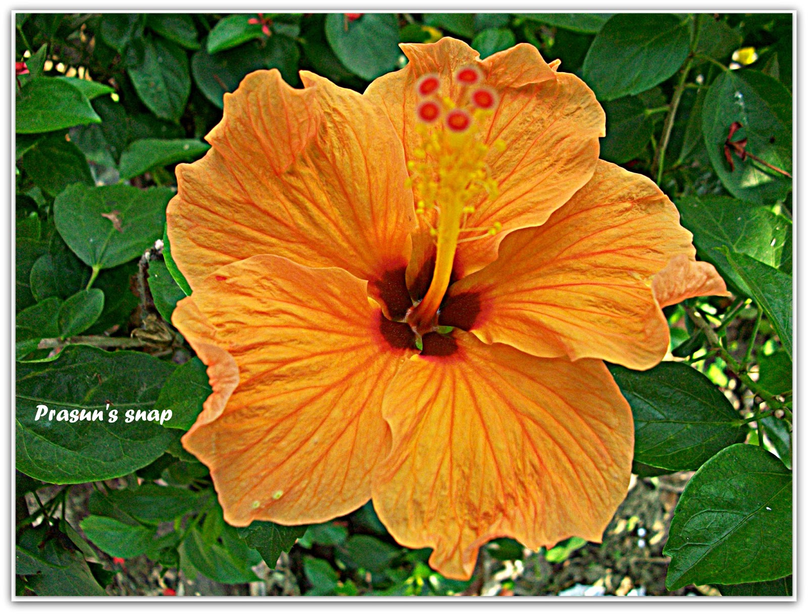 Prasun's Snap A Oranggy Shoe Flower(Hibiscus)