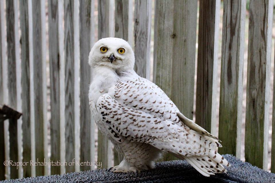 Life, Birding, Photos and Everything Snowy Owl in Kentucky