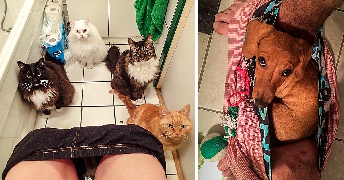 26 Hilarious Pictures Of Pets That Made Our Day