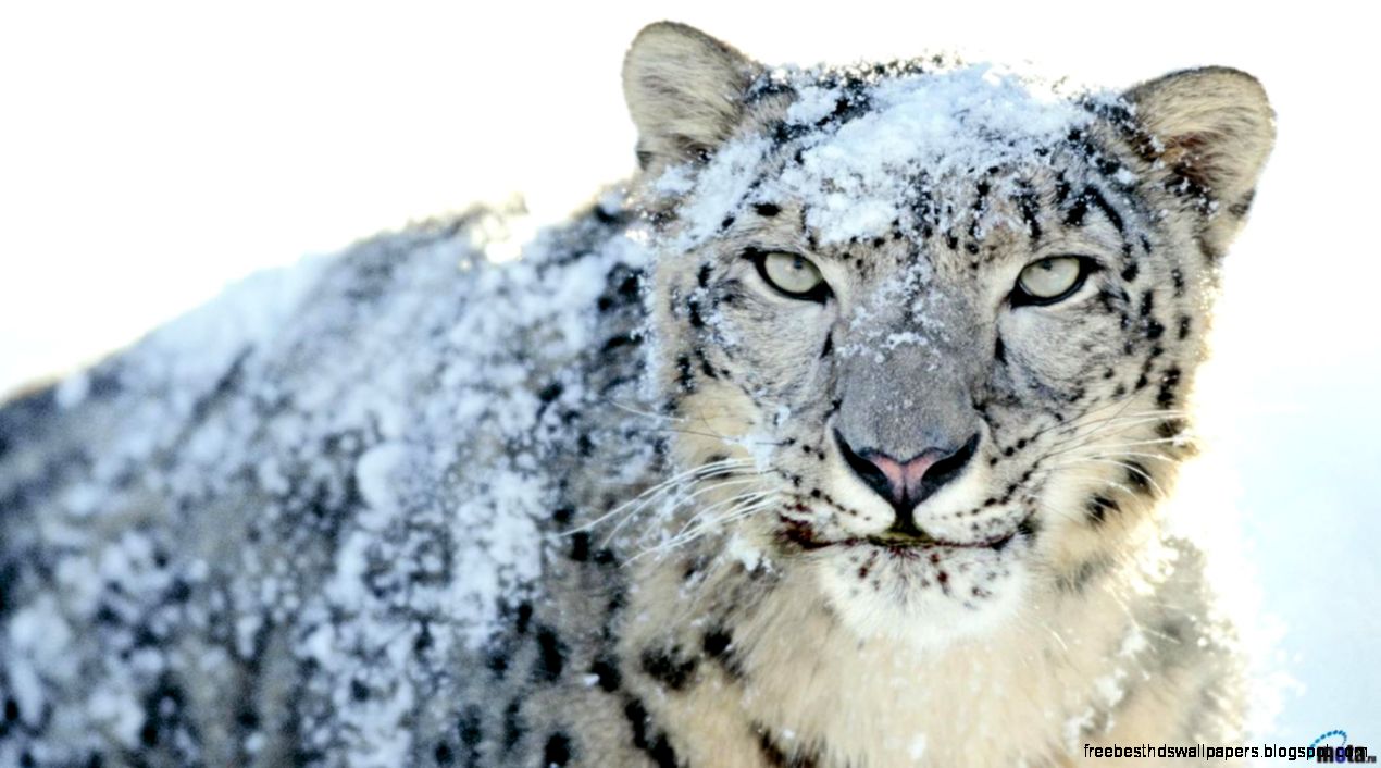 Snow Leopard Free HD Desktop Wallpapers