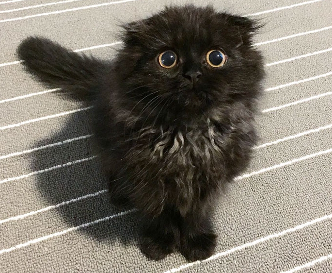 White Wolf Meet Gimo The Cat With The Biggest Eyes Ever