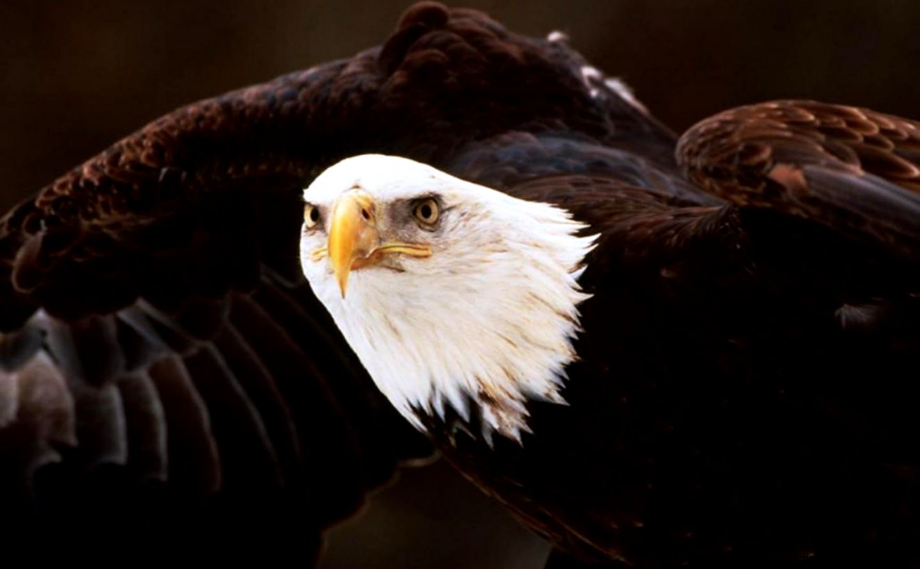 American Bald Eagle