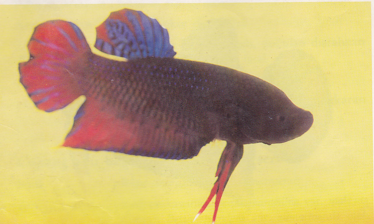 Katong Medan / Ikan Cupang Aduan Ikan Cupang Aduan Legendaris jpg (1300x780)