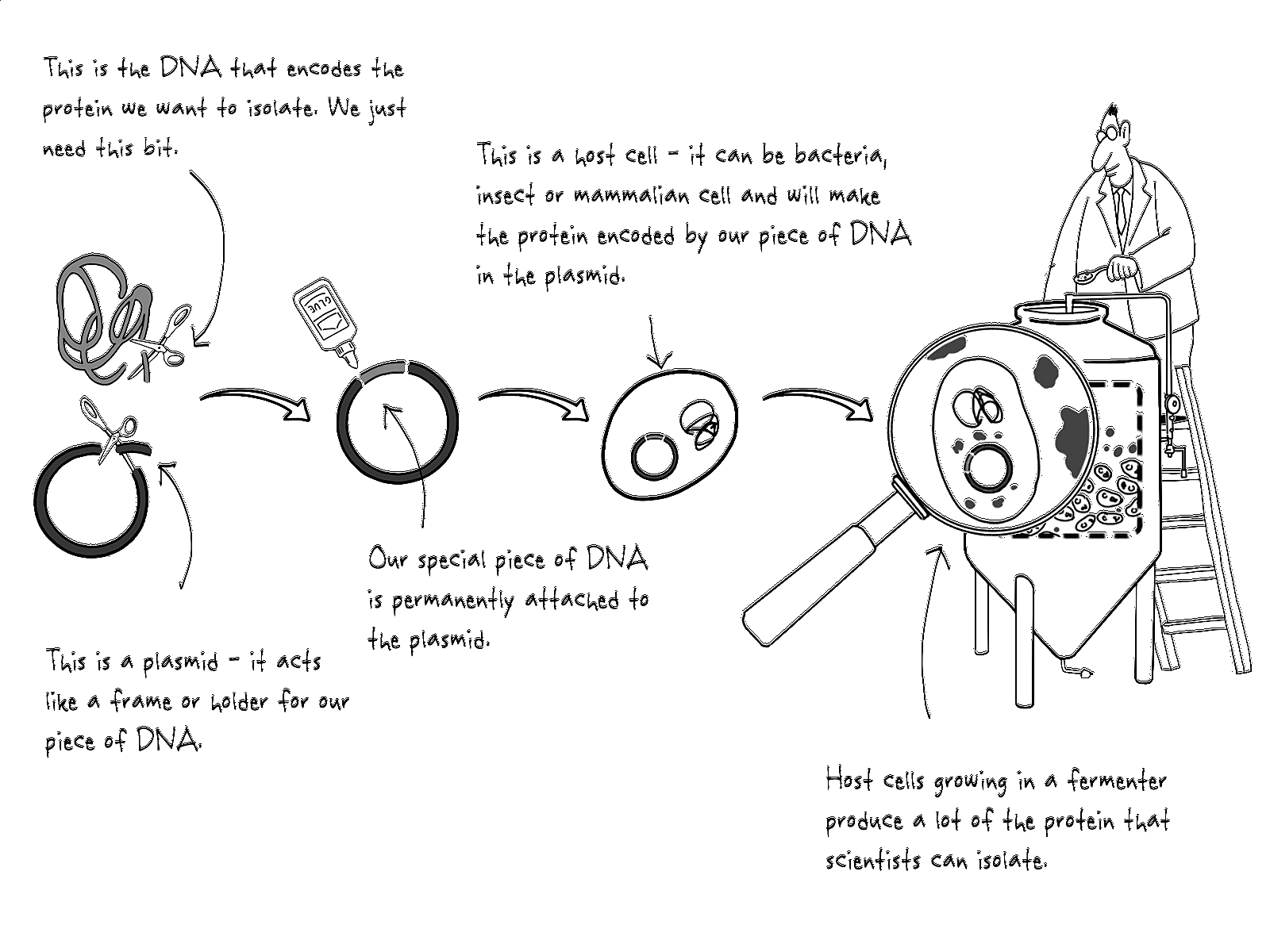 Insulin Production By Dna Technology Insulin Choices