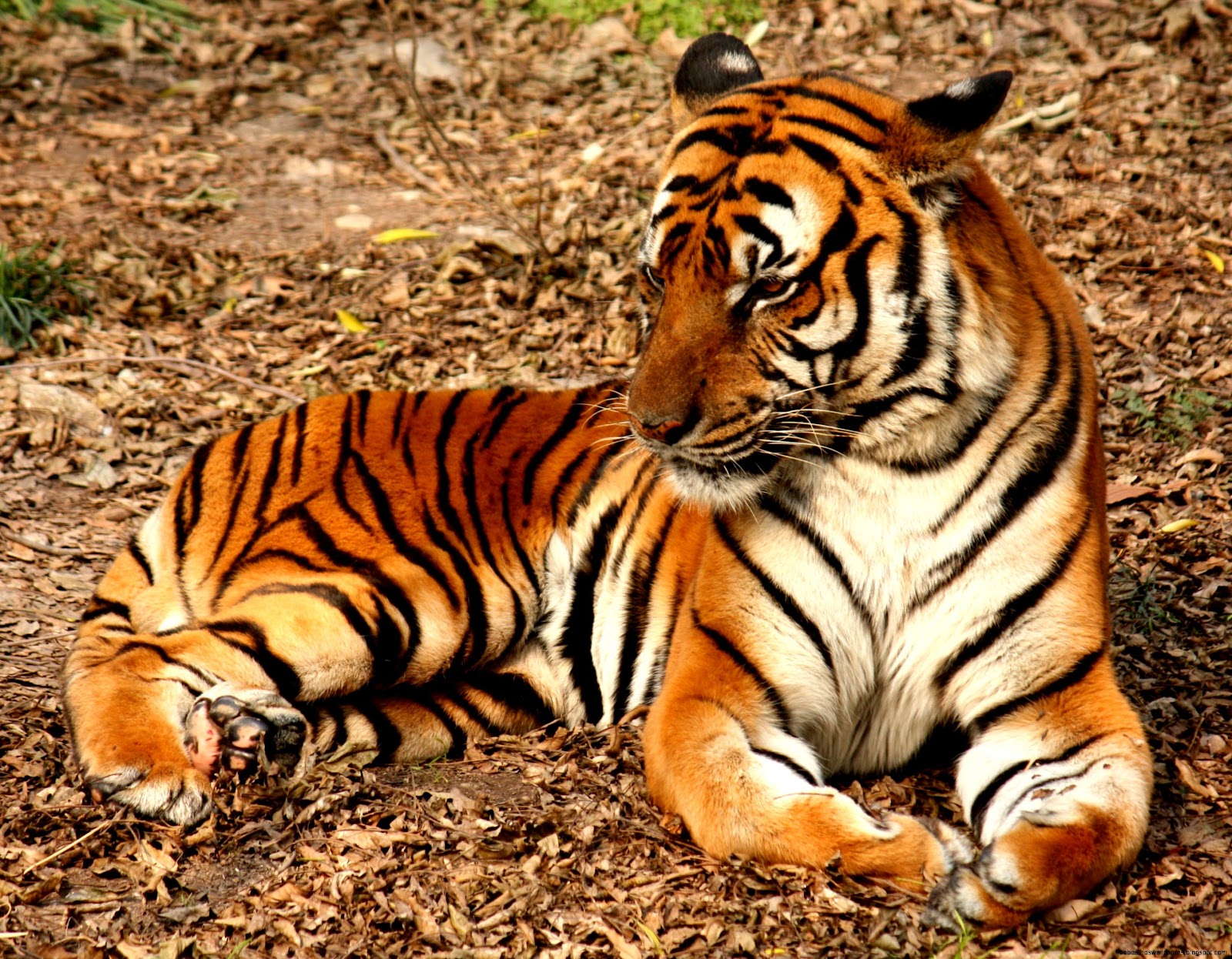 South China Tiger Endangered