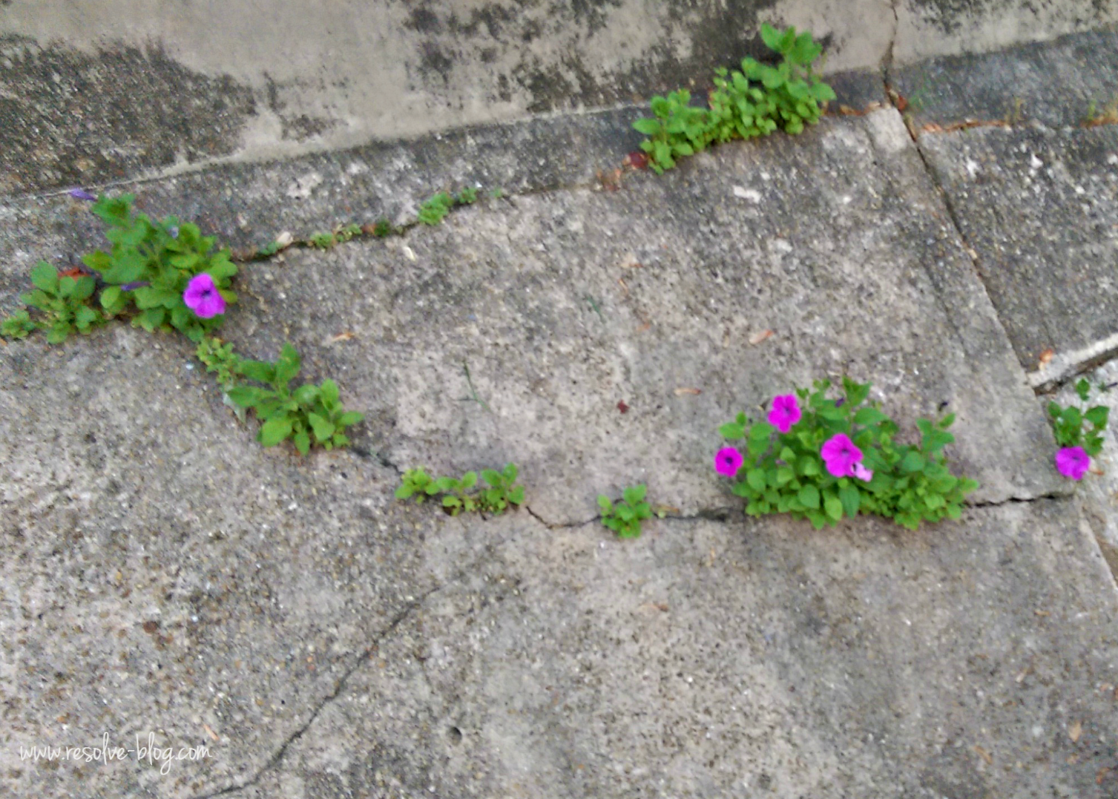 crack garden inspiration Bekah Loves