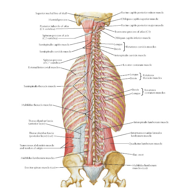 Muscles of Back: Deep Layer Anatomy