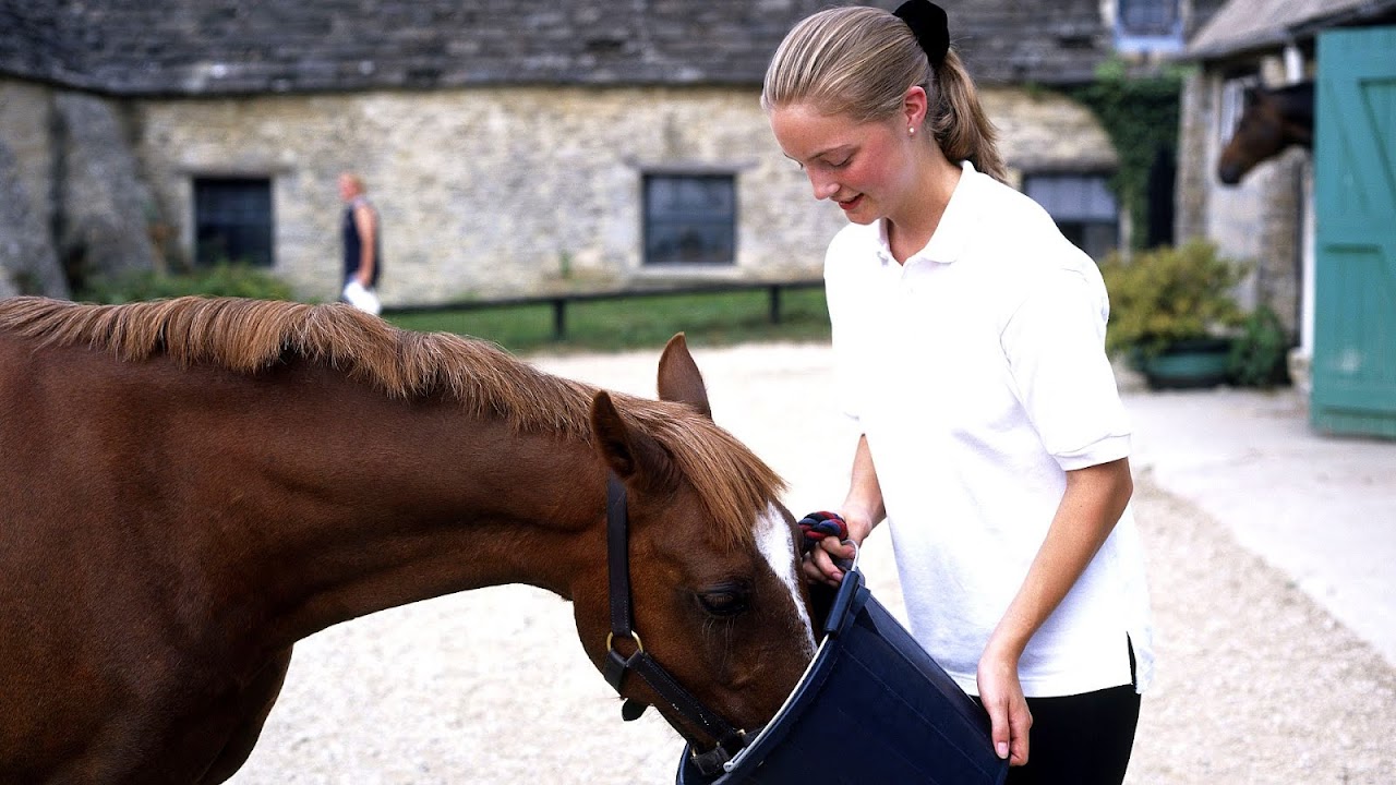 Horse Horses Favorite Food Horse Choices