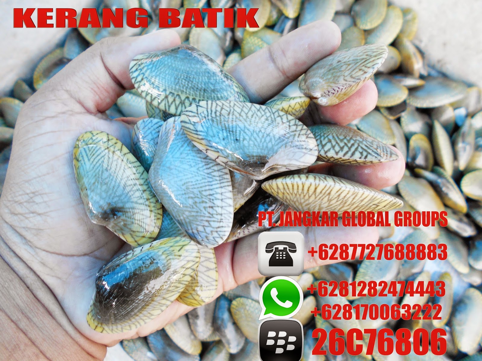 Jangkar Groups: KERANG BATIK