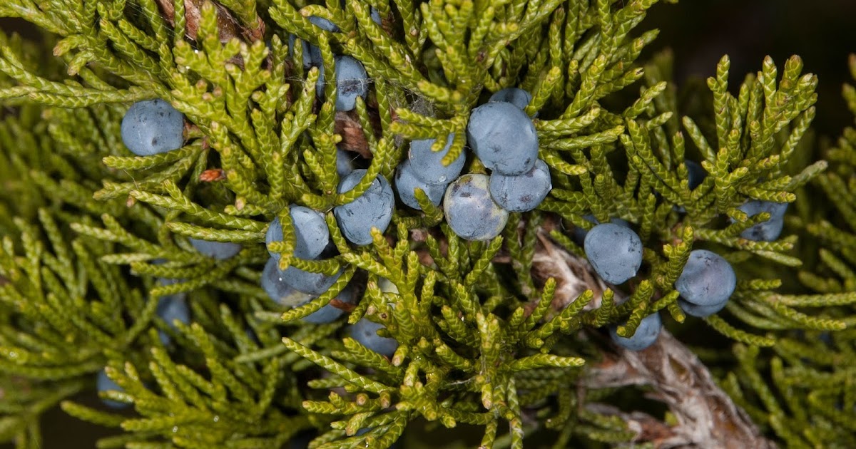 Champlain Islands' Nature Eastern Red Cedar